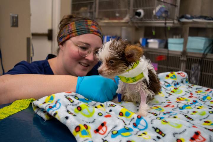 24/7 emergency vets + after-hours clinics in the Birmingham area