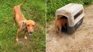 Colorado Women Save Stray Dog In Saipan And Uncover A Jungle Secret She Tried To Share