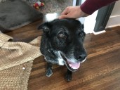 What Senior Dog Does From 8:30 to 9:30 P.M. Leaves Internet in Stitches