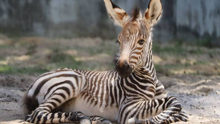 Disney World welcomes birth of zebra foals at Animal Kingdom