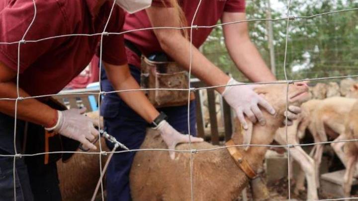 Las variantes de la lengua azul que amenazan a la ganadería de Mallorca golpean al resto de España