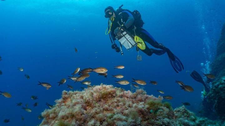 Un estudio del Imedea revela la importancia de las reservas marinas para proteger y conectar las poblaciones de peces