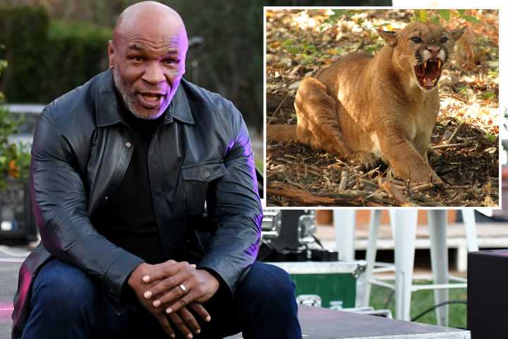 Mike Tyson reveals mountain lion was favourite pet but was left with ‘six or seven’ stitches after being bitten