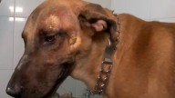 VIDEO | Canino habría sido brutalmente agredido por su propietaria en Cartagena