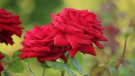 El secreto viverista para trasplantar tus Rosas en Primavera y que se mantengan hermosas