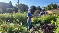 Grand Rapids homeowners invited to cultivate native plant havens with new gardening program