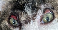 Cat unable to close eyes after horrific acid attack