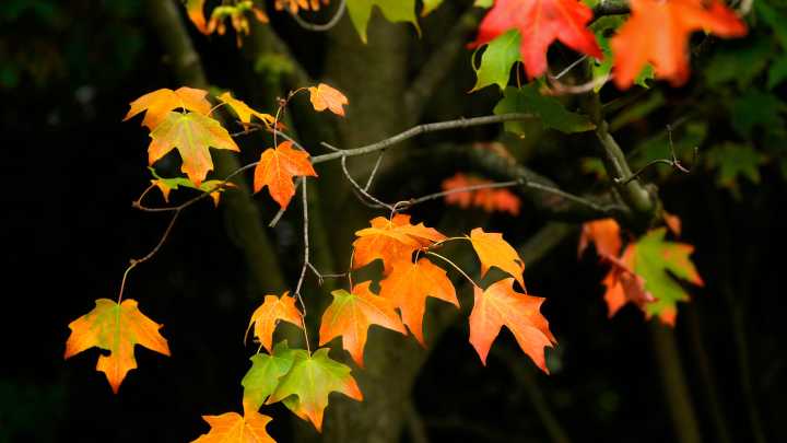 First day of fall 2025: Autumnal equinox makes beginning of season