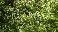 No es maleza: la planta con flor divina que esconde muchísimos beneficios para tu salud