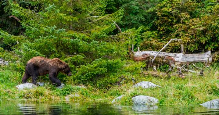 Hikers "had to fight off" bear that attacked in national park, Alaska officials say