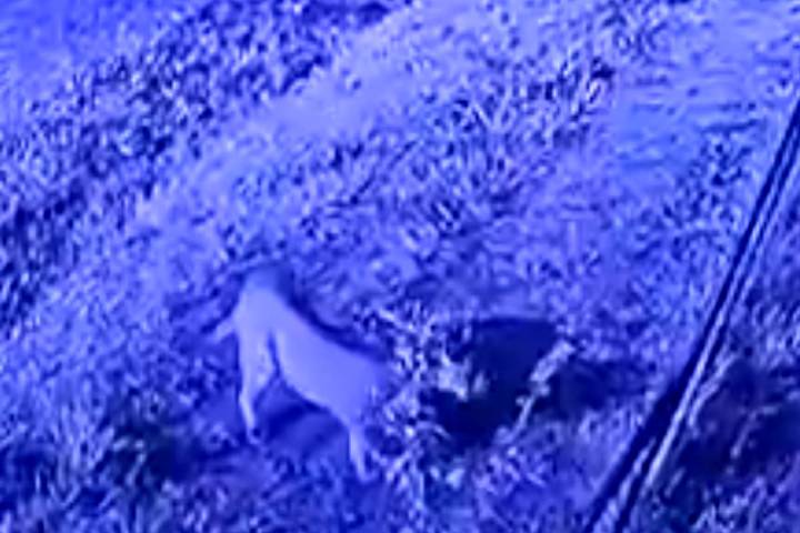 Advierten de la presencia de un puma en las afueras de un country de Pilar