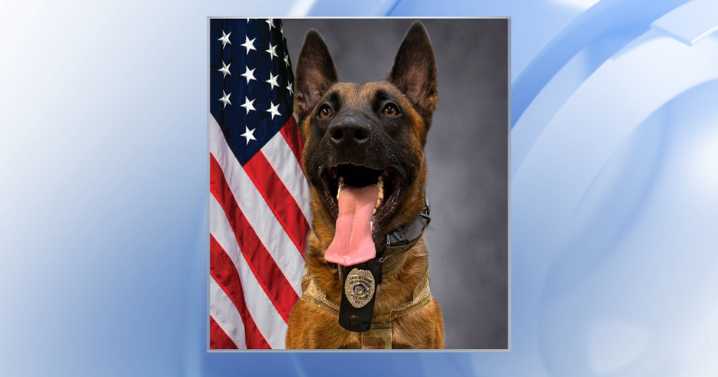 New Holly Springs K9 named after fallen Wake County Deputy Ned Byrd :: WRAL.com