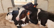 Move over, Fitbit: Farmers now have smart tech for cows!