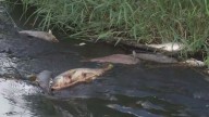 DEC provides update following a massive fish die