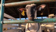 Explore Cumberland Fair 2025: Rides, Races, and Exhibits