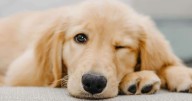 If Golden Retrievers Could Text: 7 Messages Your Golden Retriever Would Send You Today
