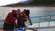 A un paso del primer cultivo de mejillones a escala industrial en Canal Beagle