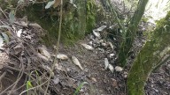 Tlalpujahua culpa a El Oro por tirar media tonelada de pescado en estado de descomposición