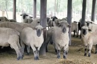 La producción ovina se consolida en Misiones con más de 800 productores