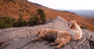 Best Dog-Friendly Hiking Trails For Fall Colors In Vermont