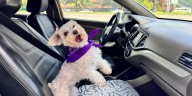 Cómo usar Cabify si llevo mascota y necesito un taxi o vehículo particular: actualiza la app