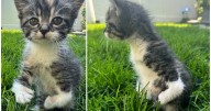 Pet Of The Week: Lisa