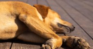 Adulto mayor resulta lesionado por ataque de perro