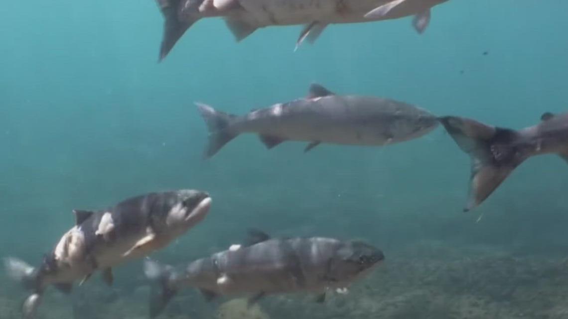 Oregon closes Spencer Creek fishing early to protect returning Chinook salmon