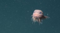 These Newly Discovered Deep-Sea Snailfish Just Became Our Latest Obsession
