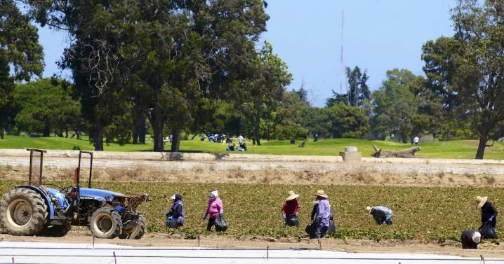Más de 1 millón de inmigrantes dejan trabajos en EE.UU. en 2025: redadas de ICE provocan escasez de mano de obra en granjas y obras