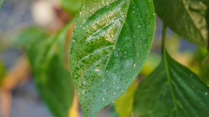 The Best Way To Get Rid Of Whiteflies On Indoor Houseplants
