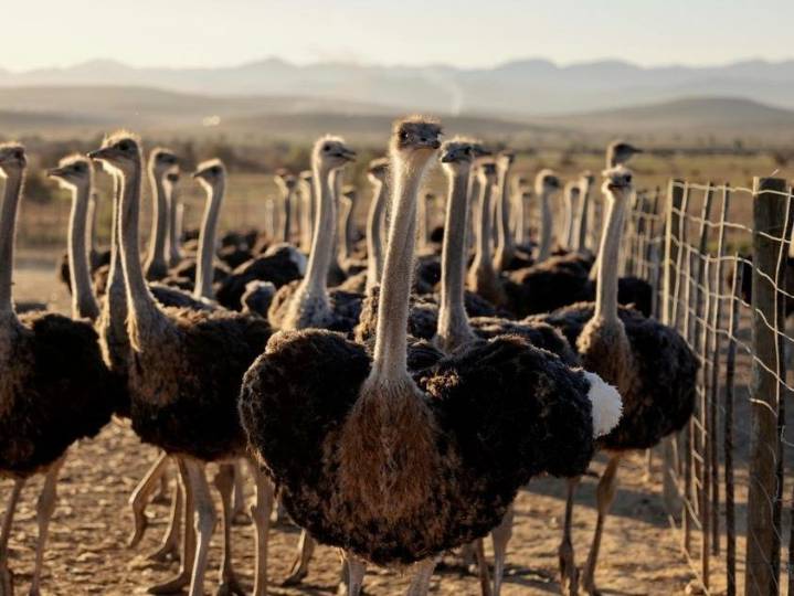 Ostrich and emu ancestor could fly, scientists discover