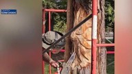 Chainsaw artist brings new life to Reiman Gardens' tree hit by lightning