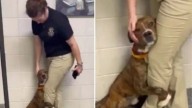 Georgia Shelter Dog Hugged A Worker’s Leg Desperate Not To Be Left Alone Again