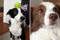 Hysterics Over Border Collie Copying Sibling's Trick but There's 1 Problem