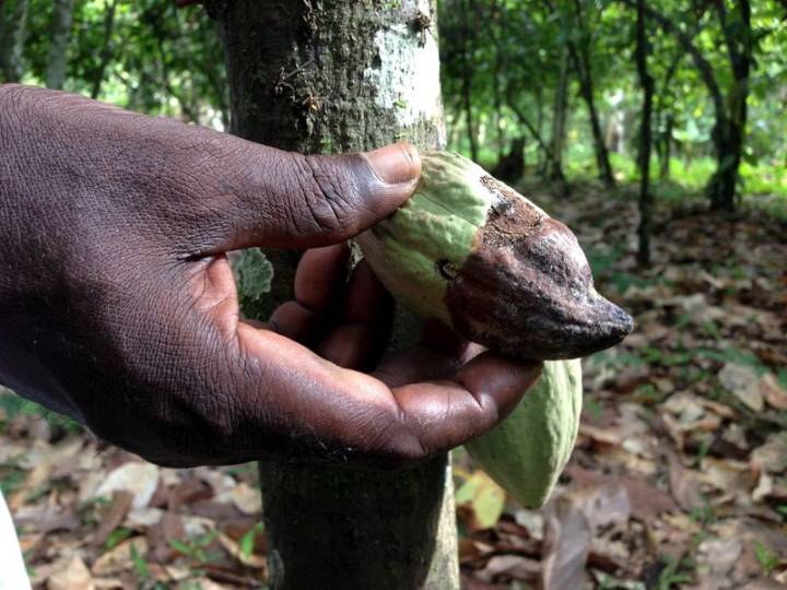Black pod disease devastates cocoa farms in southwest Cameroon