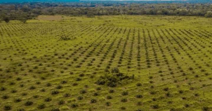 Víctima de las guerrillas y de políticas populistas: El caso de Hugues Rodríguez y la expropiación de su finca La América