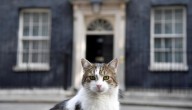 Algunas razones por las que su gato puede estar presentando temblores ocasionales
