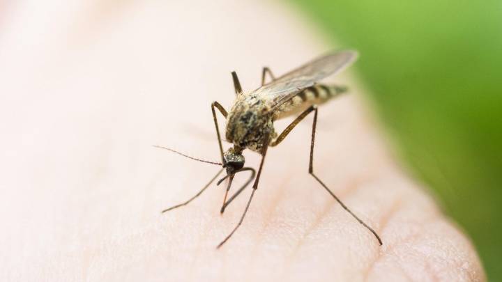 Shawano County resident tests positive for West Nile virus
