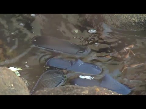 Airline amenity kits, clothes wash ashore after shipping container collapse