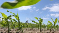 Iowa needs a radically different farm bill