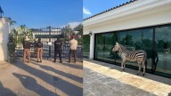 Operativo en Tabasco: catean casa de empresario con contratos en la refinería Olmeca y aseguran armas, vehículo, animales exóticos y un helicóptero