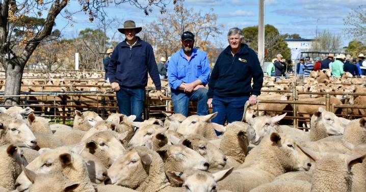 West Wyalong/Temora 2025 first-cross ewe sale brings mixed result