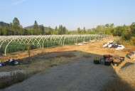 Massive Illegal Marijuana Grow Busted in Josephine County With 11,600 Plants Destroyed