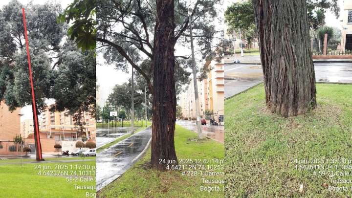 Ambientalistas impiden tala de arboles gigantes que están a punto de caer en Salitre Oriental: vecinos alertan inminente riesgo para la comunidad