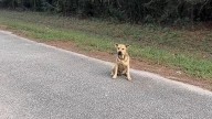 Texas Puppy Surprises Everyone When He Visit The Sanctuary And Extends His Paw, Asking For Help