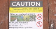 Harmful algae blooms reported across Montana