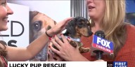 Four Legged Friends: Addie
