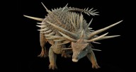 Scientists Reconstruct 'Weird' Ankylosaur From Moroccan Fossils