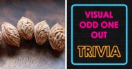 25 Odd-One-Out Questions Only True Visual Thinkers Can Ace – Prove You’re One Of Them